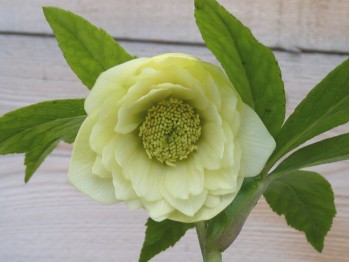 Helleborus x hybridus 'Barnhaven hybrids' Double Yellow Shades