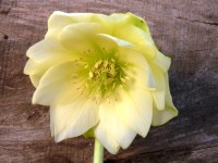 Helleborus x hybridus 'Barnhaven hybrids' Double Yellow Shades