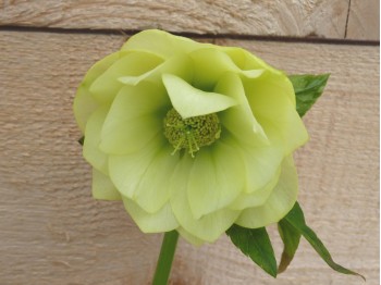 Helleborus x hybridus 'Barnhaven hybrids' Double Yellow Shades