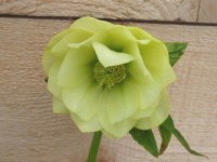 Helleborus x hybridus 'Barnhaven hybrids' Double Yellow Shades