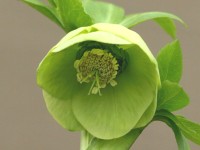 Helleborus x hybridus 'Barnhaven hybrids' Single Green shades