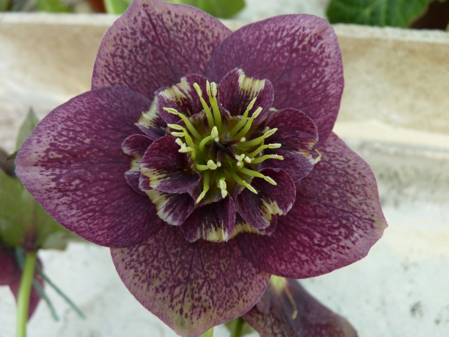 Helleborus x hybridus 'Barnhaven hybrids' Anemone Centre Dark Shades