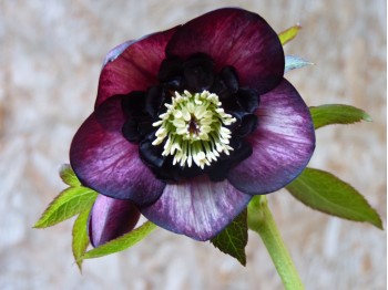 Helleborus x hybridus 'Barnhaven hybrids' Anemone Centre Dark Shades