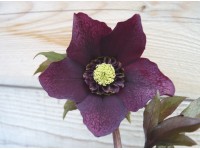 Helleborus x hybridus 'Barnhaven hybrids' Anemone Centre Dark Shades