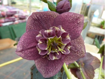 Helleborus x hybridus 'Barnhaven hybrids' Anemone Centre Dark Shades