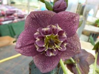 Helleborus x hybridus 'Barnhaven hybrids' Anemone Centre Dark Shades