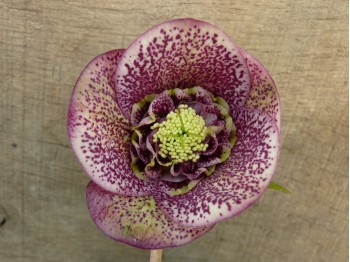 Helleborus x hybridus 'Barnhaven hybrids' Anemone Centre Dark Shades