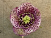 Helleborus x hybridus 'Barnhaven hybrids' Anemone Centre Dark Shades