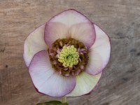 Helleborus x hybridus 'Barnhaven hybrids' Anemone Centre Light Shades