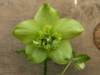 Helleborus x hybridus 'Barnhaven hybrids' Anemone Centre Light Shades