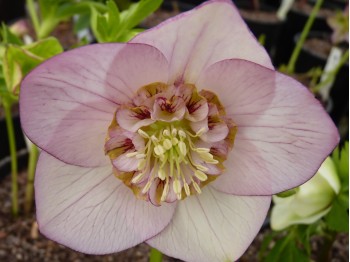 Helleborus x hybridus 'Barnhaven hybrids' Anemone Centre Light Shades