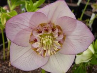 Helleborus x hybridus 'Barnhaven hybrids' Anemone Centre Light Shades