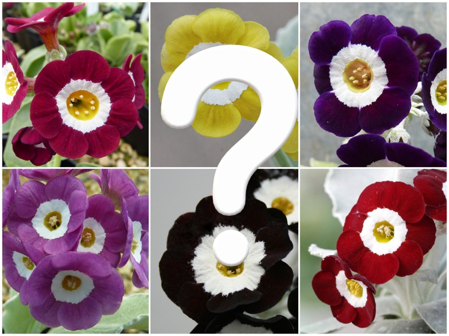 SHOW SELF AURICULAS - Seed