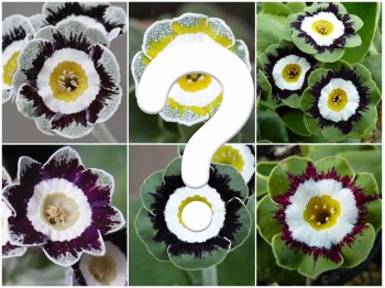 EDGES AND FANCIES AURICULA - Seed 