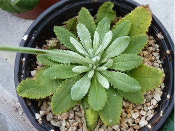 Primula glomerata