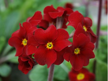 Primula INDIAN REDS