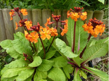 Primula aurantiaca