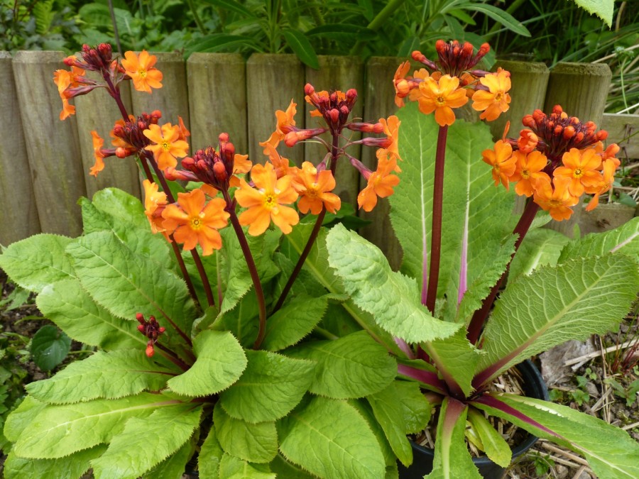 Primula aurantiaca