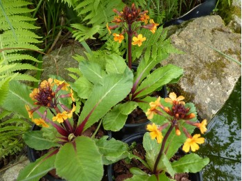 Primula aurantiaca