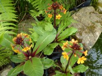 Primula aurantiaca