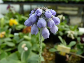 Primula concholoba