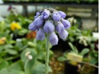 Primula concholoba