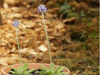 Primula concholoba