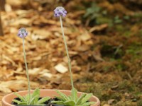 Primula concholoba