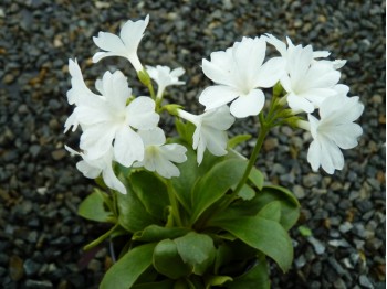 Primula pedemontana 'Alba'