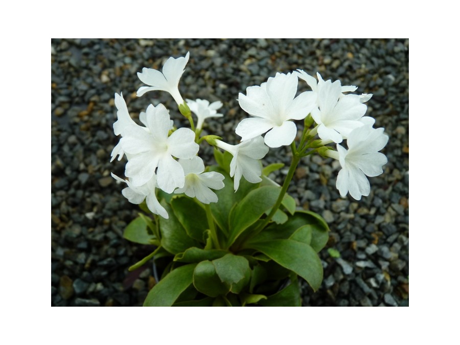 Primula pedemontana 'Alba'