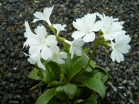 Primula pedemontana 'Alba'