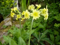 Primula luteola