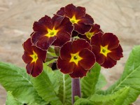 Primula SPICE SHADES