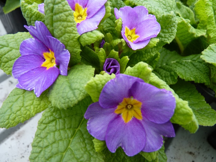 Primula JACK IN THE GREEN - Violet