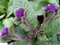 Primula JACK IN THE GREEN - Purple