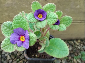 Primula JACK IN THE GREEN - Violet