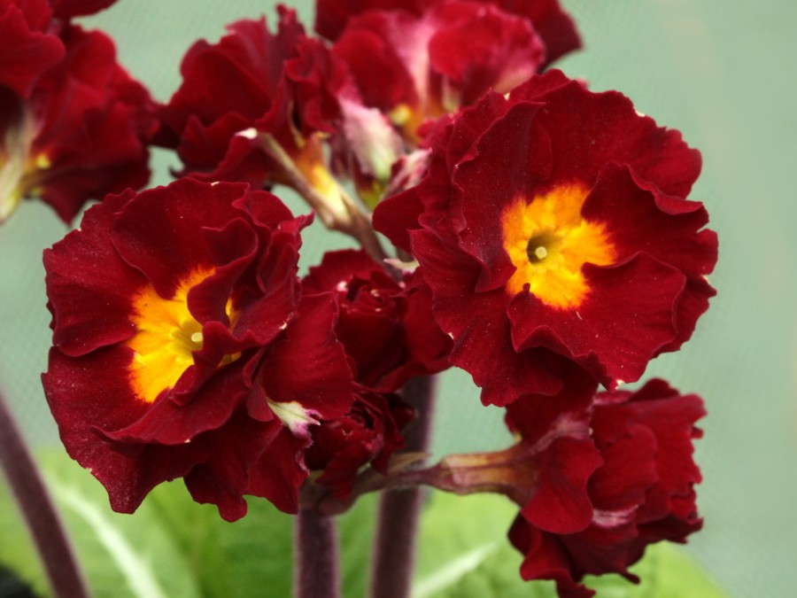 Primula HOSE IN HOSE - Reds