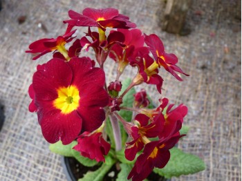 Primula polyanthus HOSE IN HOSE - Reds