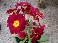 Primula x polyanta HOSE IN HOSE - Rot