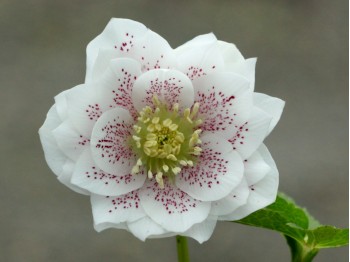 Helleborus x hybridus 'Barnhaven Hybrids' Double White Spotted Shades