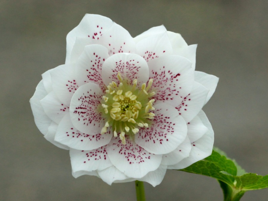 Helleborus x hybridus 'Barnhaven Hybrids' Double White Spotted Shades