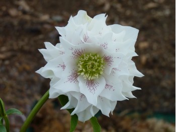 Helleborus x hybridus 'Barnhaven Hybrids' Double White Spotted Shades