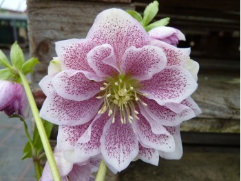 Helleborus x hybridus 'Barnhaven Hybrids' Double White Spotted Shades