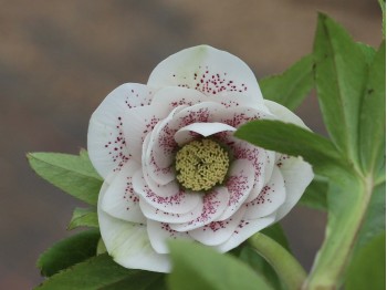 Helleborus x hybridus 'Barnhaven Hybrids' Double White Spotted Shades