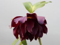 Helleborus x hybridus 'Barnhaven hybrids' Double Dark purple Shades