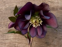 Helleborus x hybridus 'Barnhaven hybrids' Double Dark purple Shades