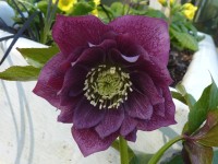 Helleborus x hybridus 'Barnhaven hybrids' Double Dark purple Shades