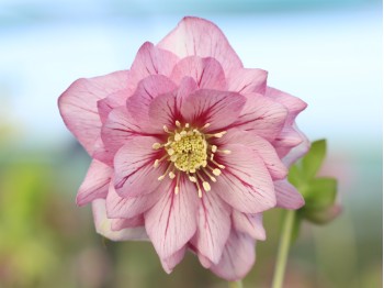 Helleborus x hybridus 'Barnhaven hybrids' Double Strain - Veined