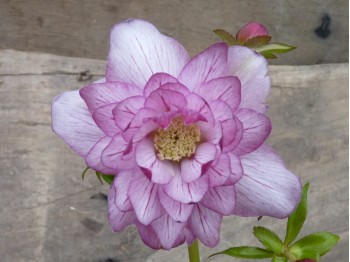 Helleborus x hybridus 'Barnhaven hybrids' Double Strain - Veined