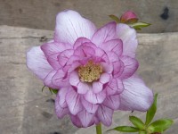 Helleborus x hybridus 'Barnhaven hybrids' Double Strain - Veined